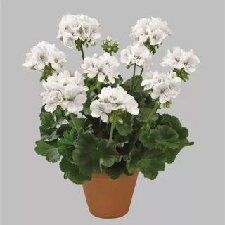 pelargonia rabatowa Grandeur® Classic White